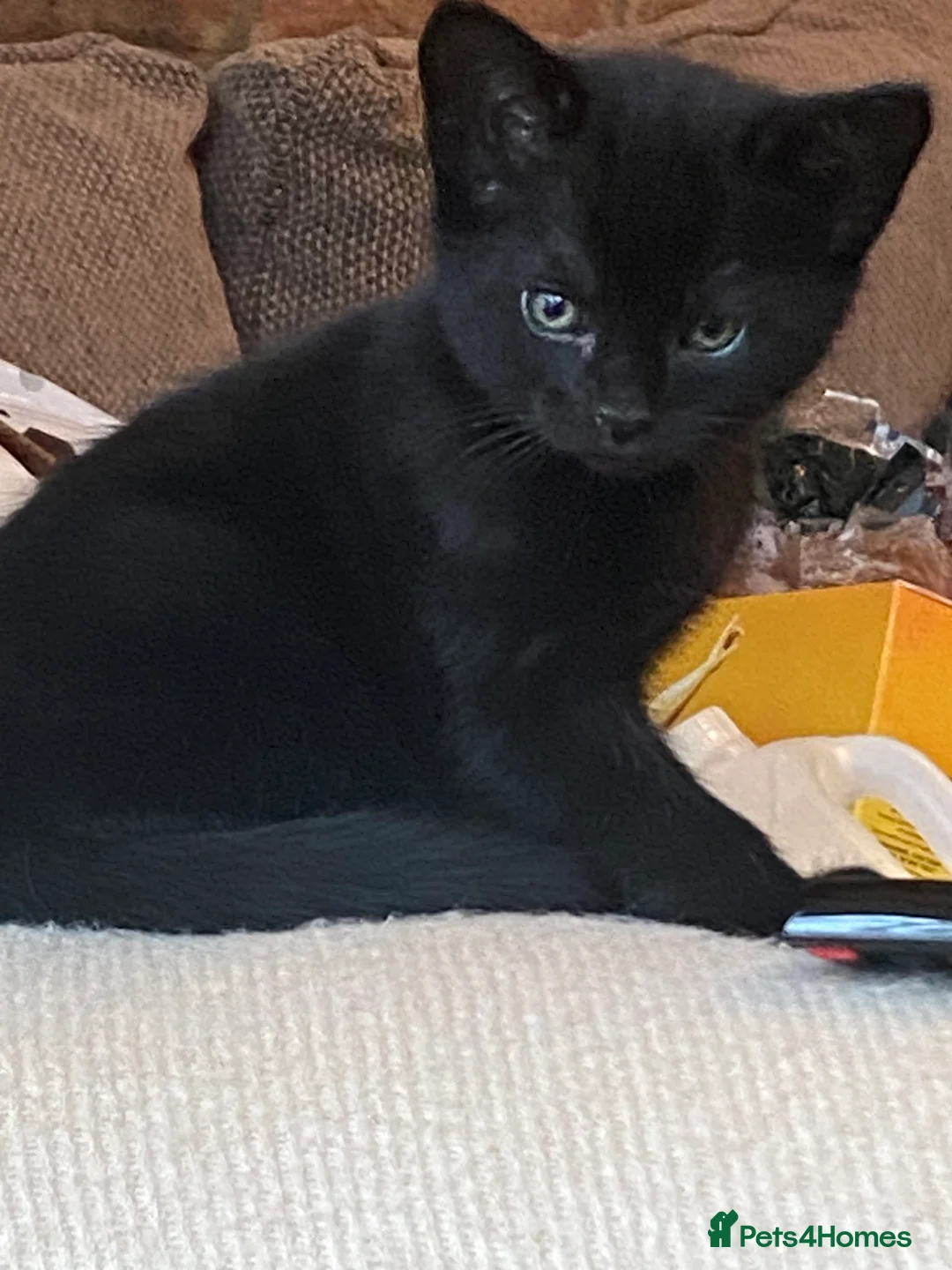 British Shorthair cats for sale: Three beautiful kittens  - Advert 5