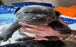 Staffordshire Bull Terrier dogs for sale: Purebred Blue English Staffordshire Bull Terriers - Image 2