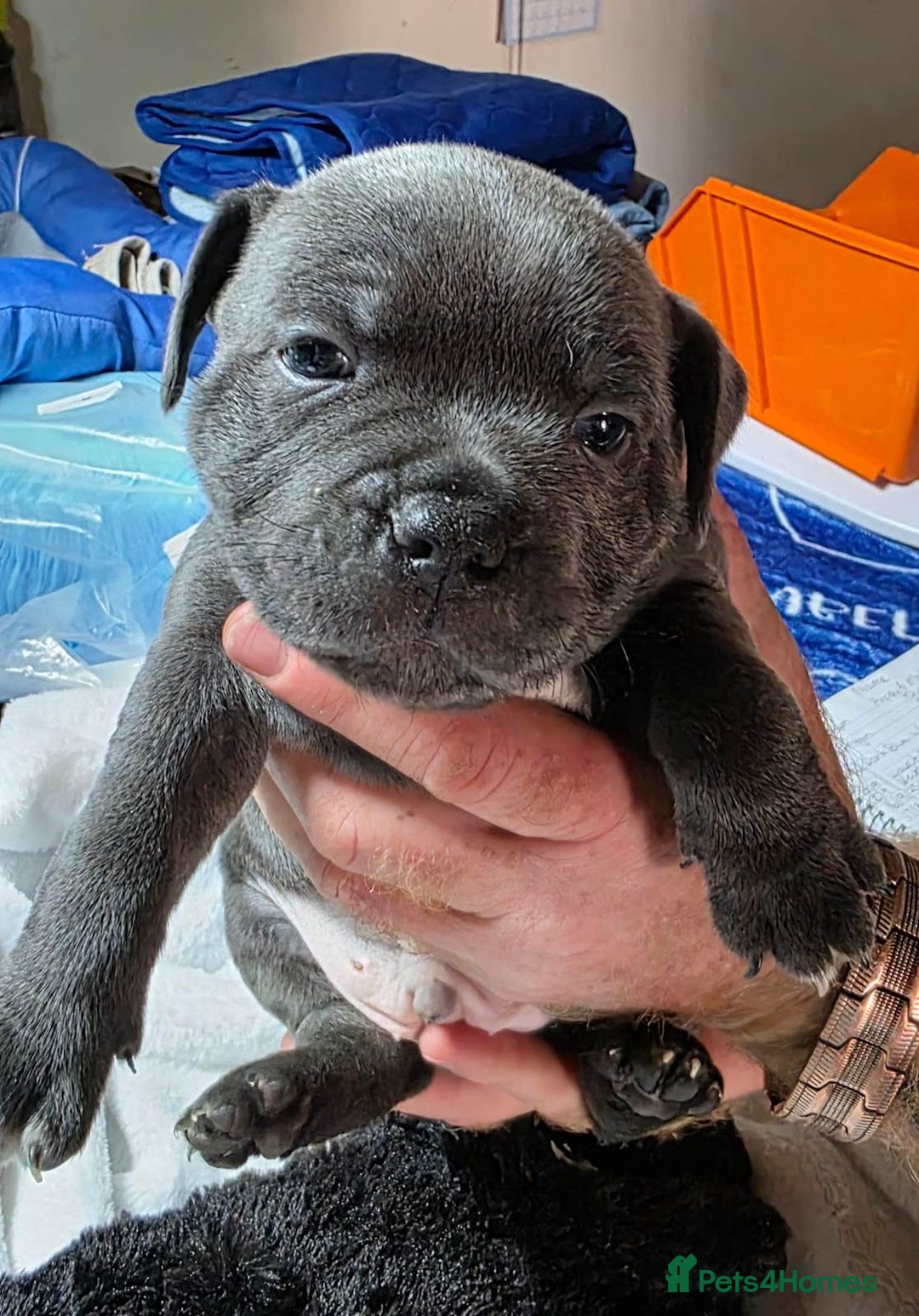 Staffordshire Bull Terrier dogs for sale: Purebred Blue English Staffordshire Bull Terriers - Image 2