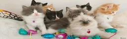 Ragdoll cats for sale: Beautiful cross Ragdoll/Persian 😻😻😻😻 - Advert 20