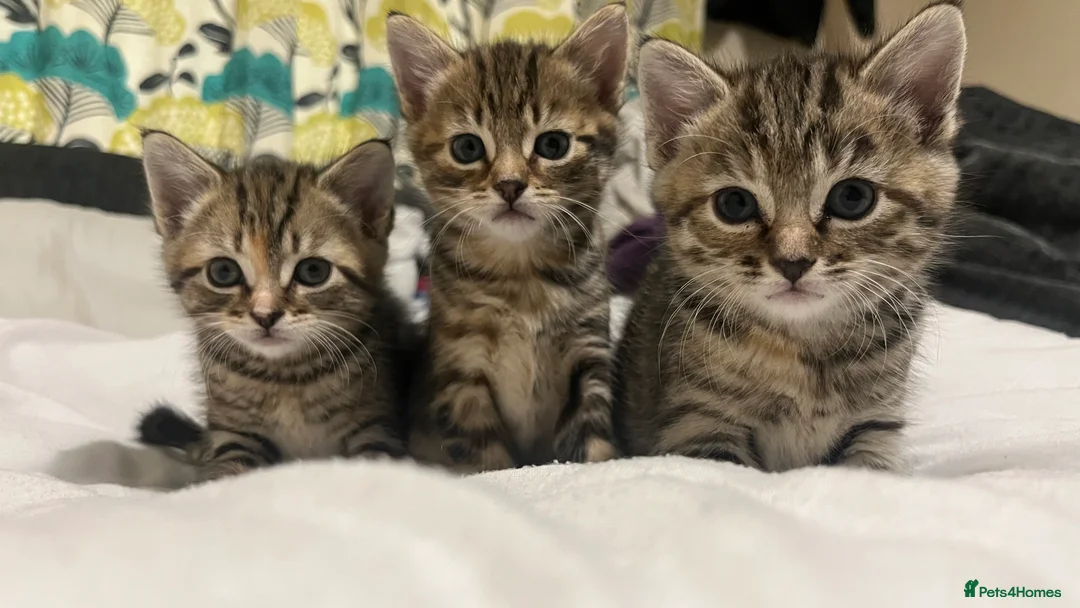 American Shorthair cats for sale: Kittens in Hayes - Advert 3