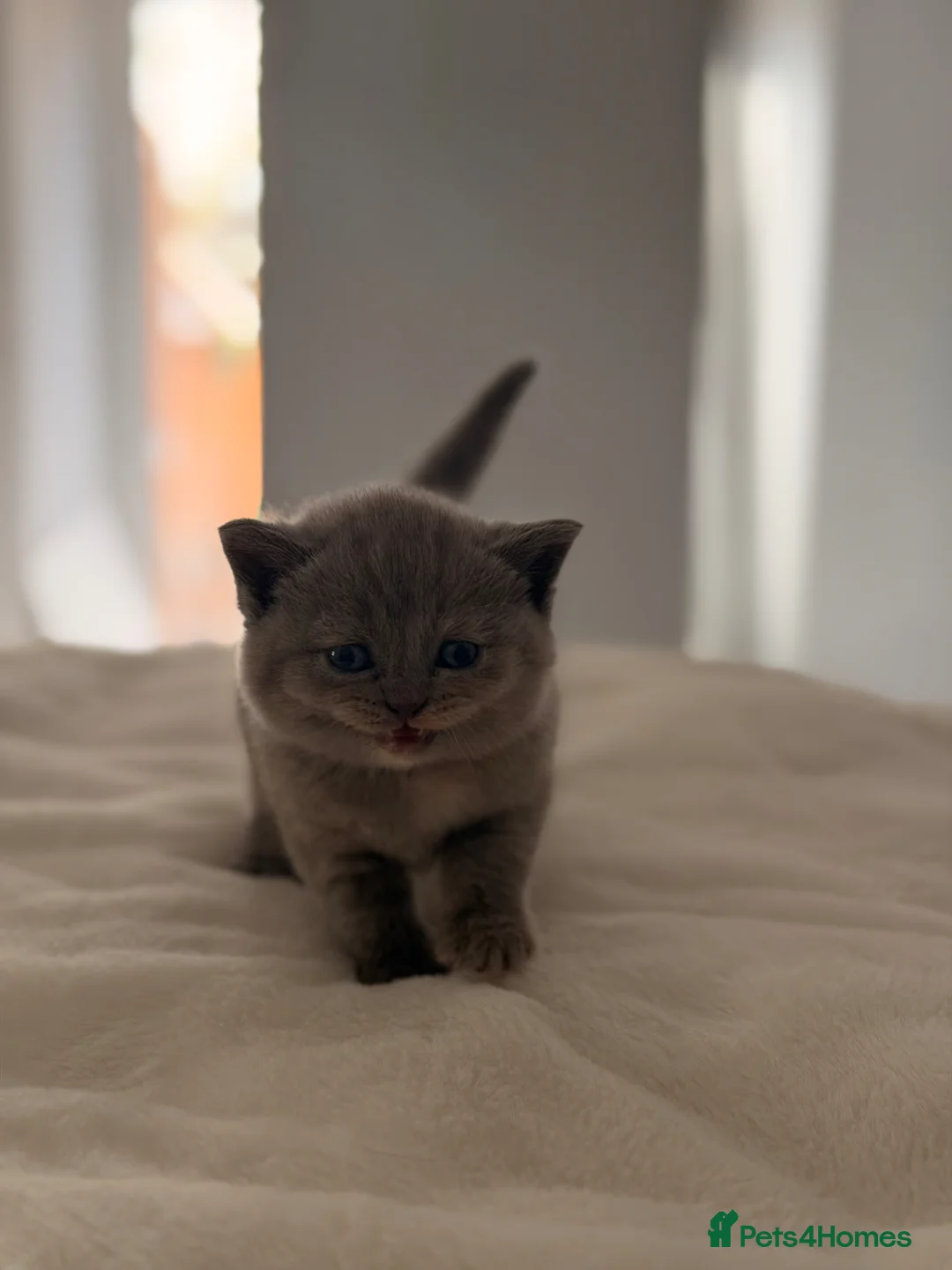 British Shorthair cats for sale: STUNNING GCCF REGISTERED LITTER - Advert 23