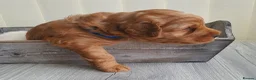 Australian Labradoodle dogs for sale: Health tested Australian Double Doodle  in Lancaster - Advert 7