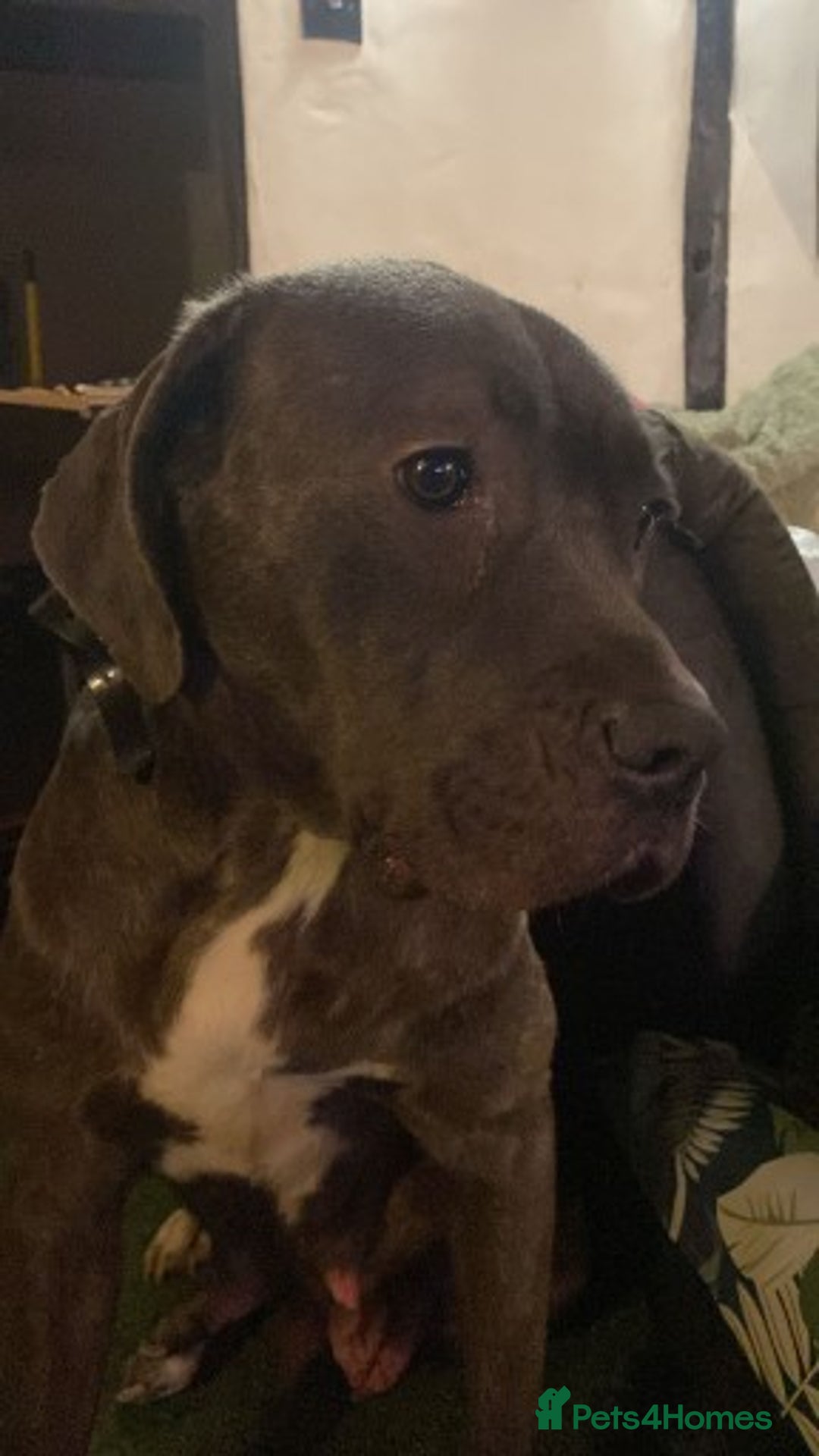 Cane Corso dogs for sale: BLUE BRINDLE MALE CANE CORSO PUPPY - Advert 1