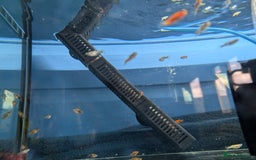 Cichlids fish for sale: Gold edge ram  - Image 5