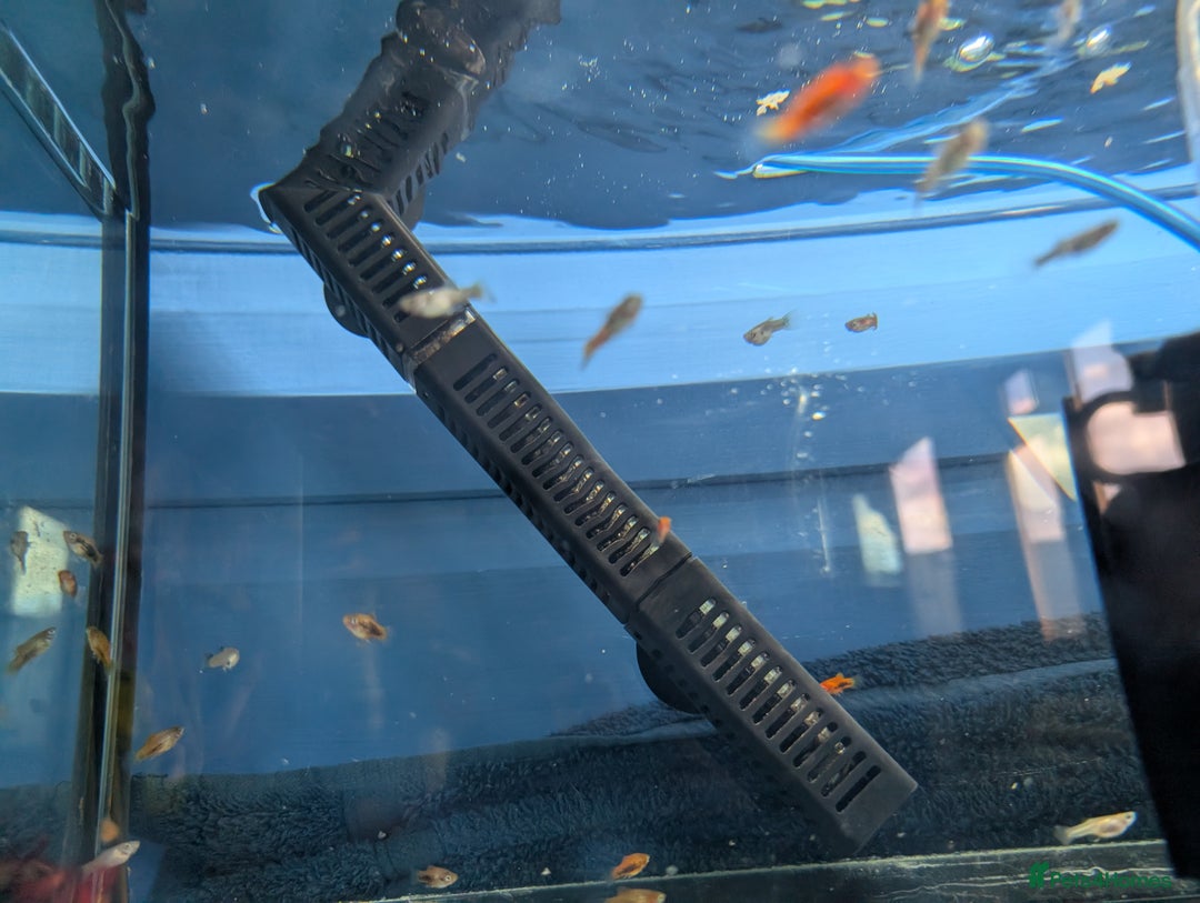 Cichlids fish for sale: Gold edge ram  - Image 5