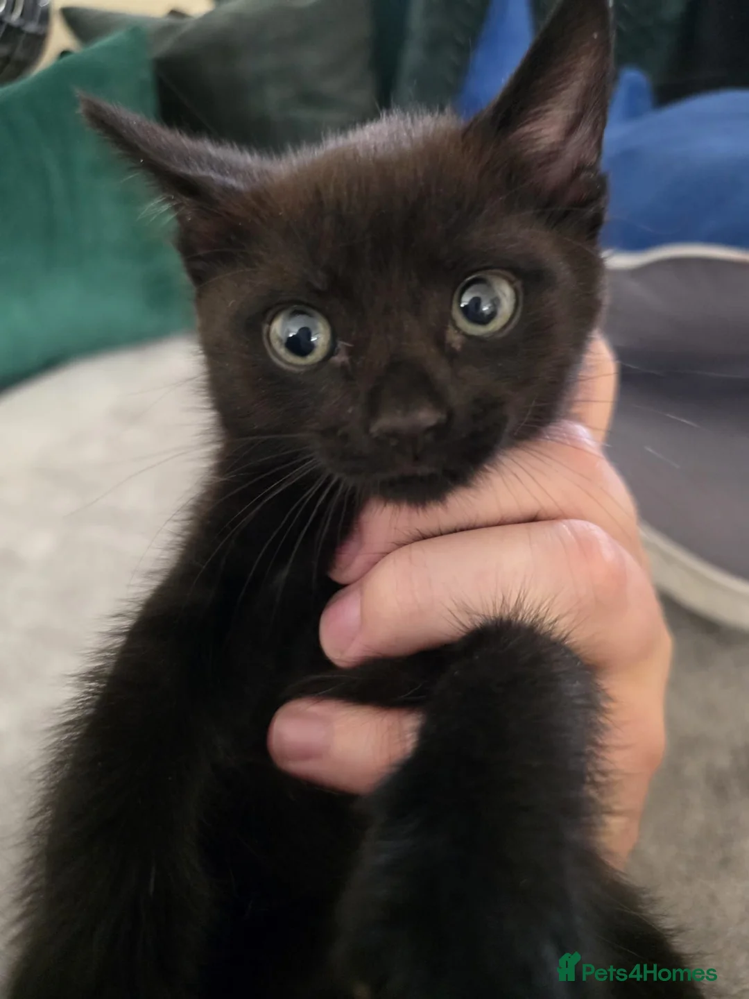 Mixed Breed cats for sale: Kitten - ready to leave 30/08 - Advert 2