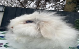 Mini Lion Lop rabbits for sale: Blue Eyed TeddyWidder Girl - Image 5