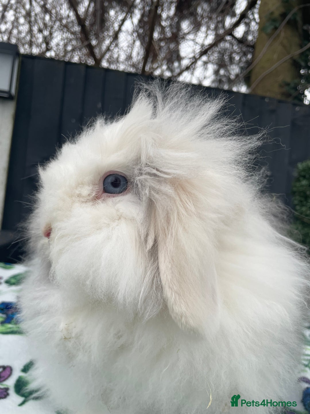 Mini Lion Lop rabbits for sale: Blue Eyed TeddyWidder Girl - Image 5