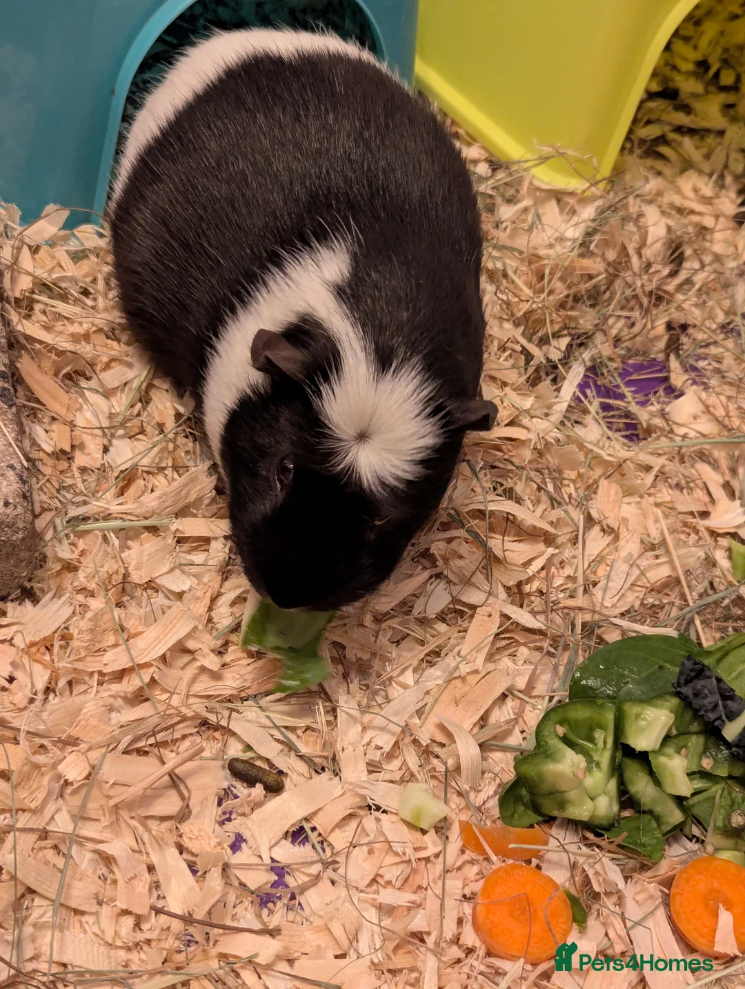Guinea Pig rodents for sale: Two male guinea pigs looking for a new home - Advert 4