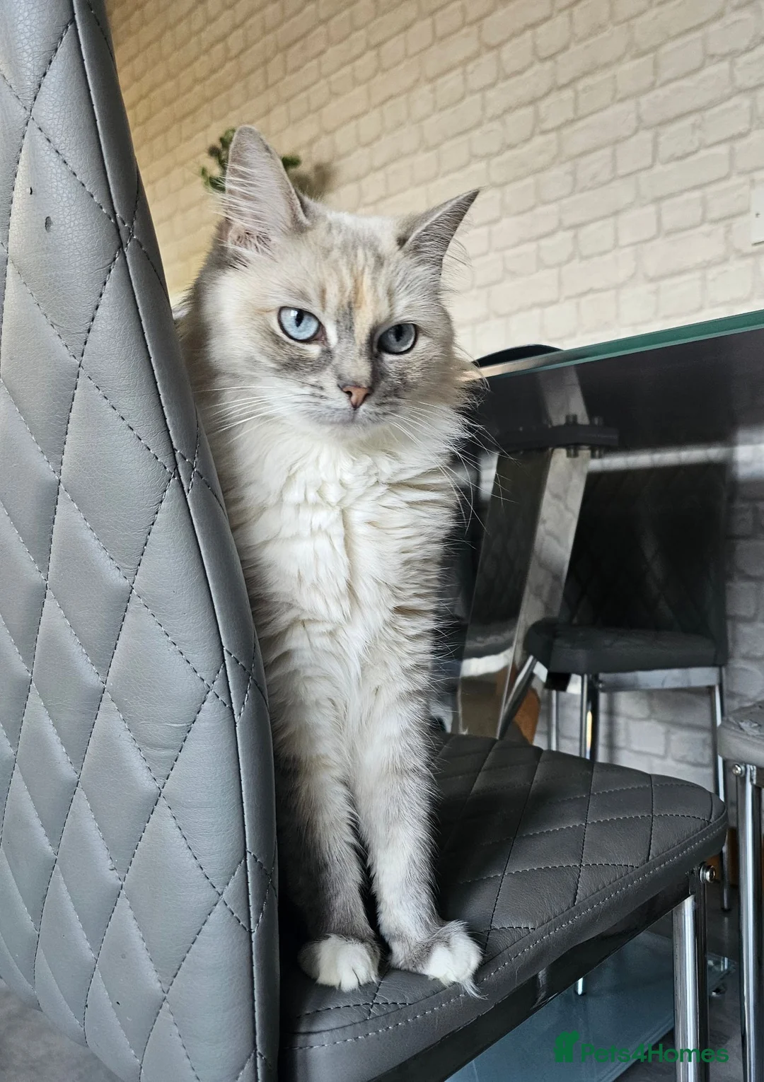 Mixed Breed cats for sale: Ragdoll X and Ragdoll X British Shorthair - Advert 8