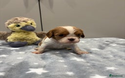 Cavalier King Charles Spaniel dogs for sale: Ready to go 🐶 Cavalier King Charles Spaniels - Image 7