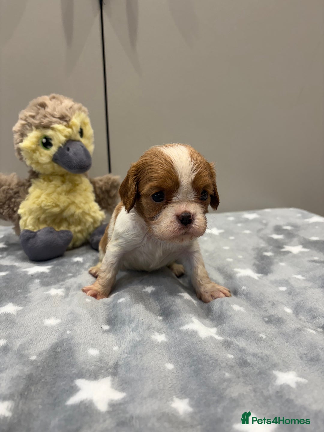 Cavalier King Charles Spaniel dogs for sale: Ready to go 🐶 Cavalier King Charles Spaniels - Image 7