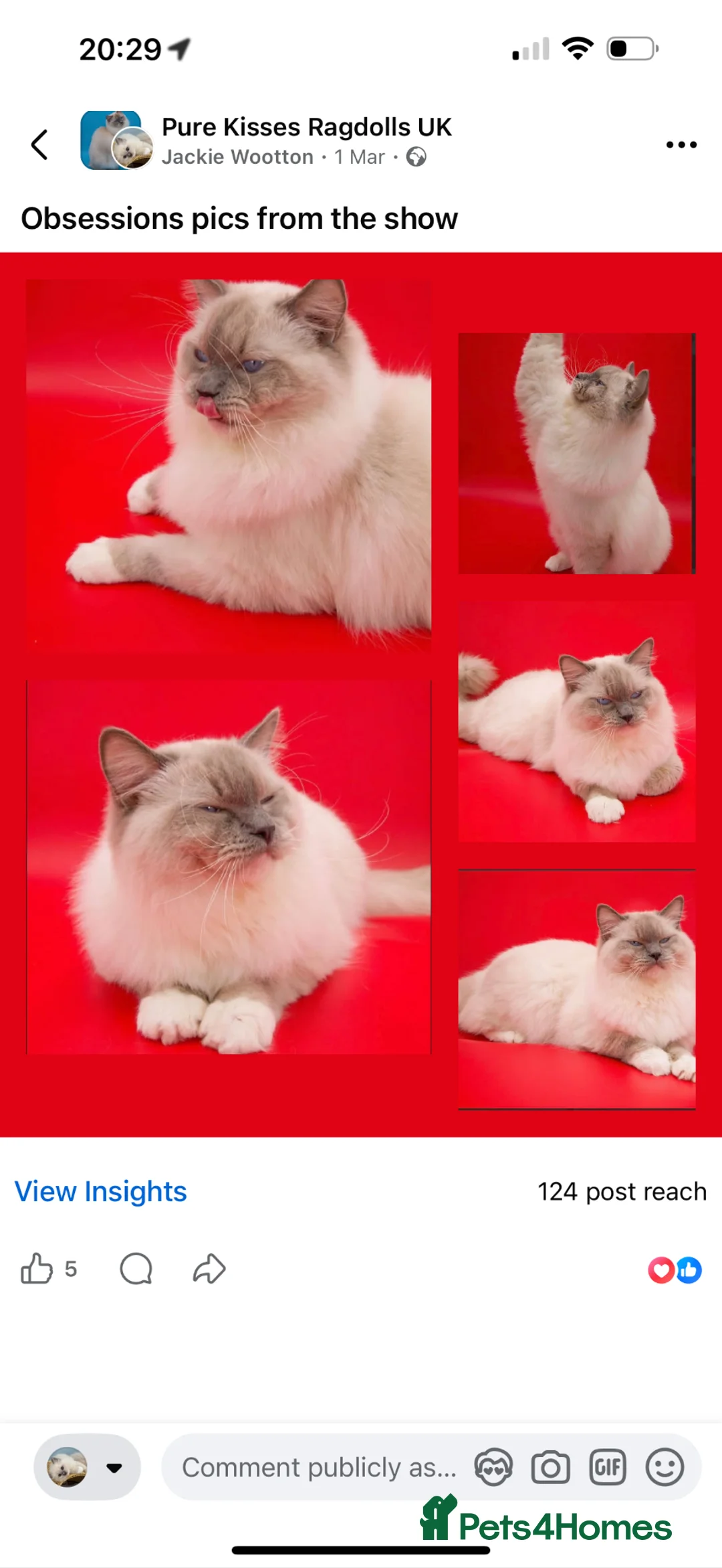 Ragdoll cats for stud: Gccf grand champion Blue mitted stud  - Advert 2