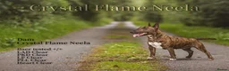 English Bull Terrier dogs for sale: Stunning miniature bull terrier puppies  - Advert 2