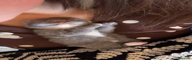 Ragdoll 1