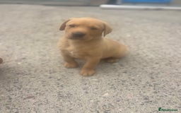 Labrador Retriever dogs for sale: 8 Kennel club reg  health tested chunky Labradors  - Image 19