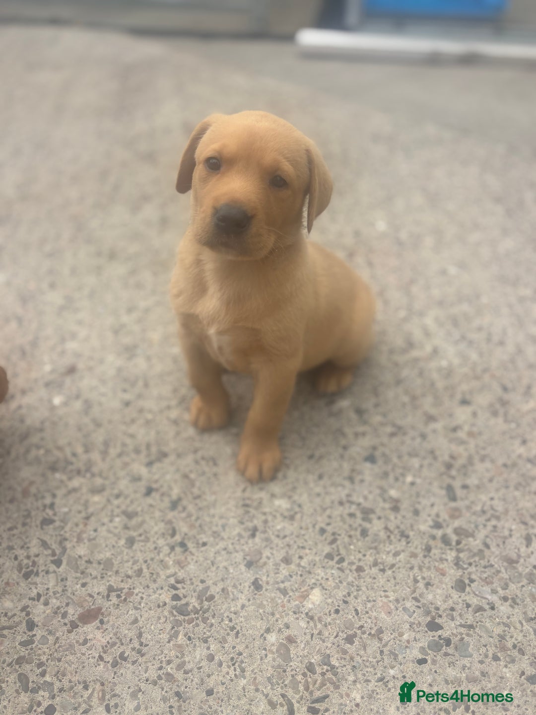 Labrador Retriever dogs for sale: 8 Kennel club reg  health tested chunky Labradors  - Image 19