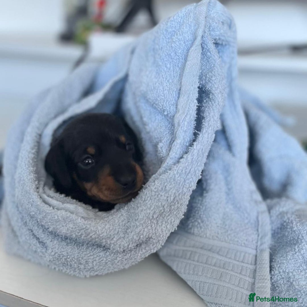 Miniature Dachshund dogs for sale: Beautiful black & tan miniature Dachshund puppies - Image 30