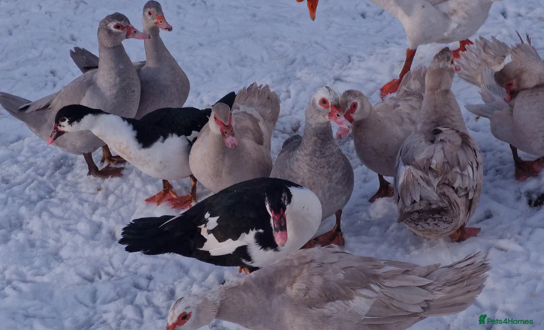 Ducks poultry for sale: Female muscovy ducks in Llangefni - Advert 2