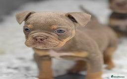 Old Tyme Bulldog dogs for sale: Why Settle for Less? 5⭐️Rated, 23 Years Experience - Image 8