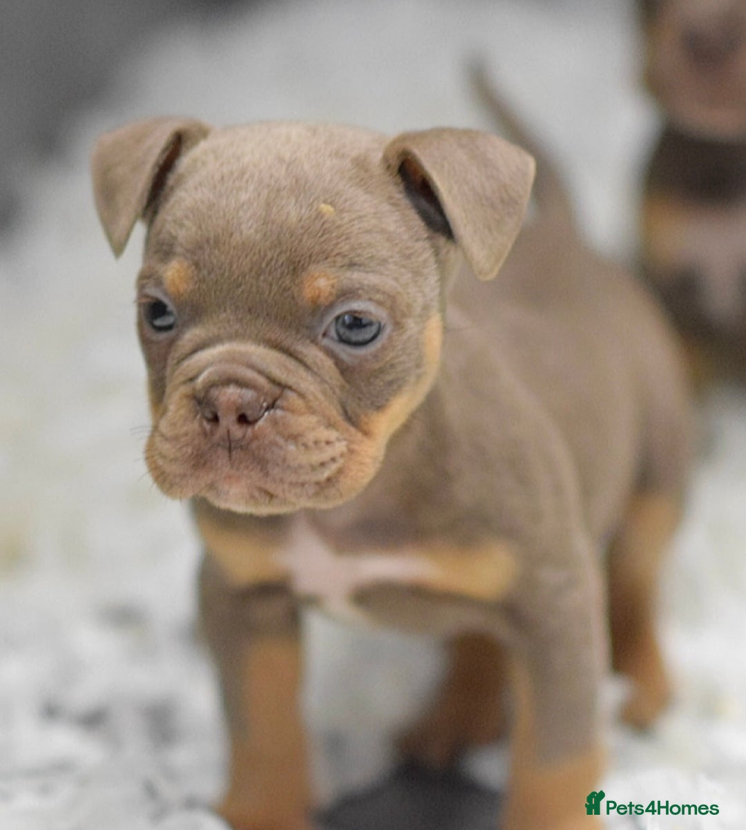 Old Tyme Bulldog dogs for sale: Why Settle for Less? 5⭐️Rated, 23 Years Experience - Image 8