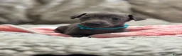 Italian Greyhound dogs for sale: 🏡 KC Italian greyhound puppies for sale 🏡 - Advert 29