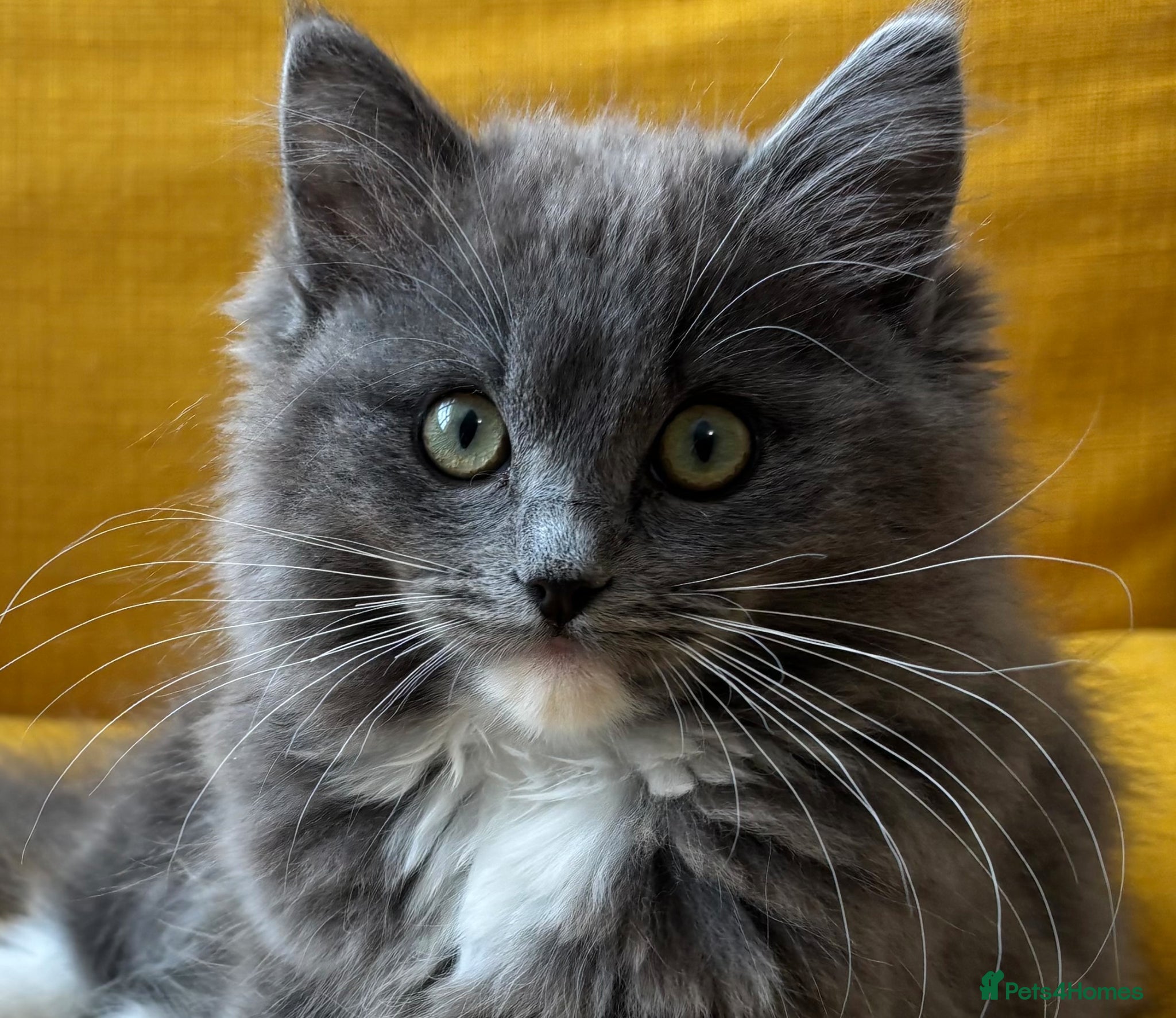 Ragdoll cats Jesus - TICA reg solid blue mitted boy ragdoll - Advert 10