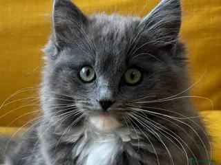 Ragdoll cats Jesus - TICA reg solid blue mitted boy ragdoll - Advert 1