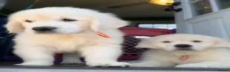 Golden Retriever dogs for sale: GOLDEN RETRIEVER PUPPIES - Advert 12