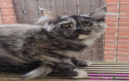 Maine Coon cats for sale: VARIOUS FULL PEDIGREE MAINE COON KITTENS FOR SALE in Rotherham - Image 5
