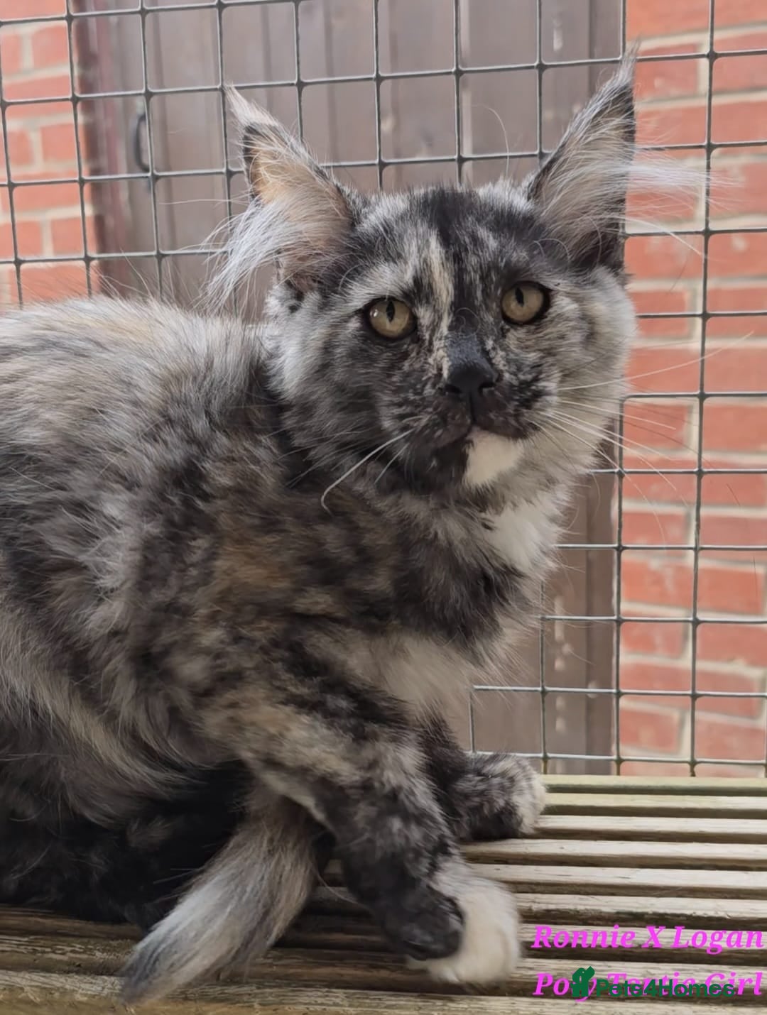 Maine Coon cats for sale: VARIOUS FULL PEDIGREE MAINE COON KITTENS FOR SALE in Rotherham - Image 5