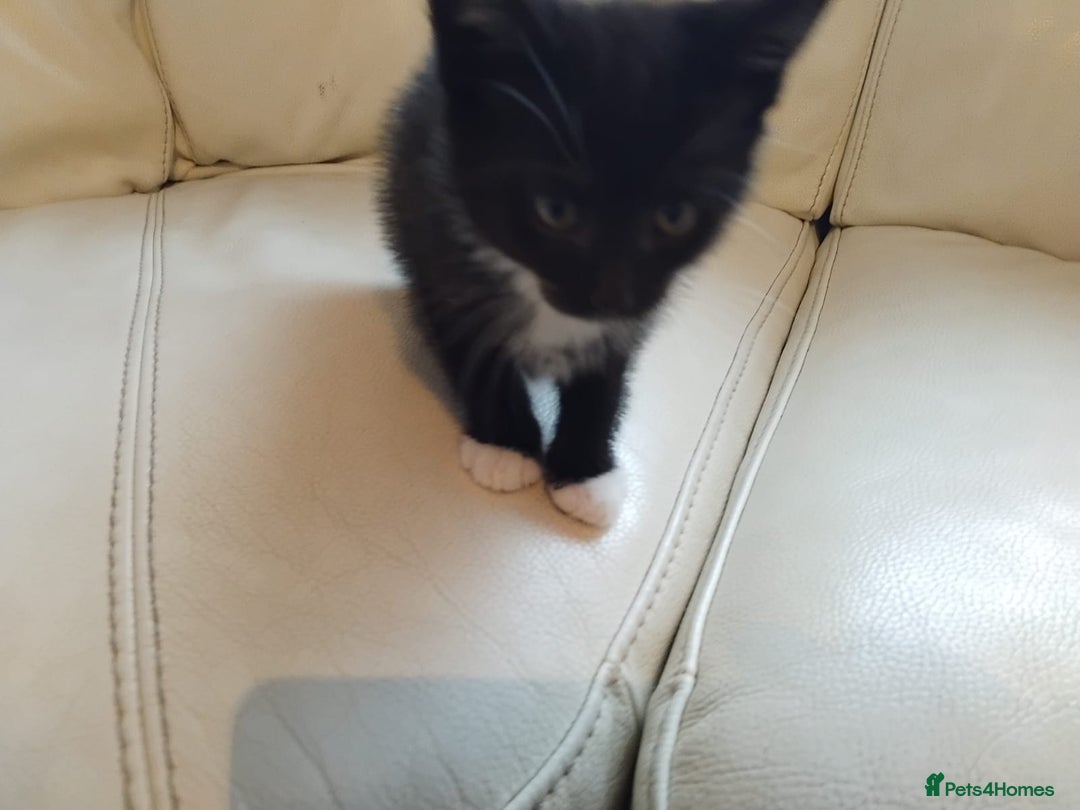 Domestic Shorthair cats for sale: Dolly's perfect litter of 6 - Advert 4