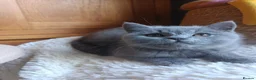 British Shorthair cats for sale: Blue British shorthairs kittens with GCCFpedigree in Taunton - Advert 3