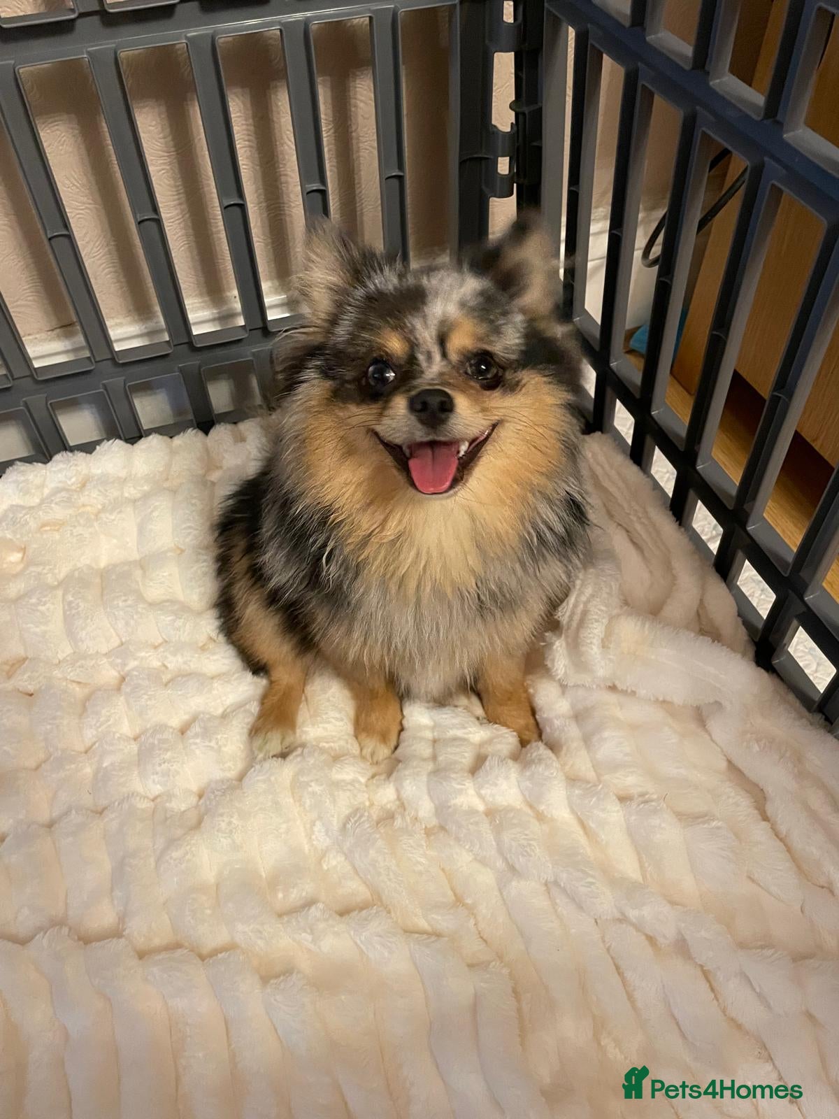Pomchi dogs Beautiful Blue/Tan Pomeranian Merle Girl  - Advert 3