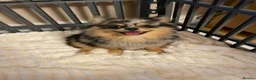 Pomchi dogs for sale: Beautiful Blue/Tan Pomeranian Merle Girl  - Advert 1