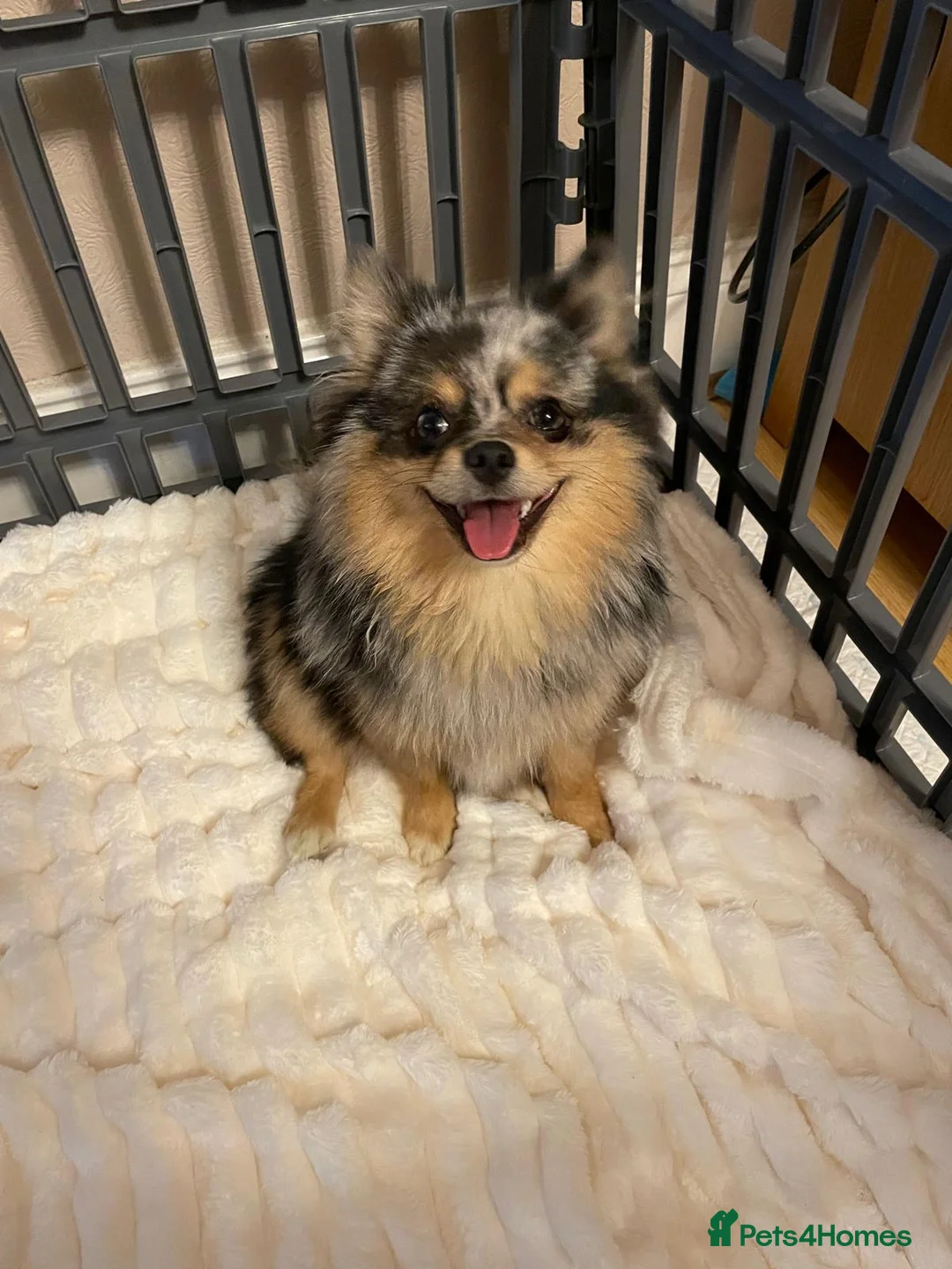 Pomchi dogs for sale: Beautiful Blue/Tan Pomeranian Merle Girl  - Advert 1