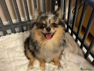 Pomchi dogs Beautiful Blue/Tan Pomeranian Merle Girl - Advert 3