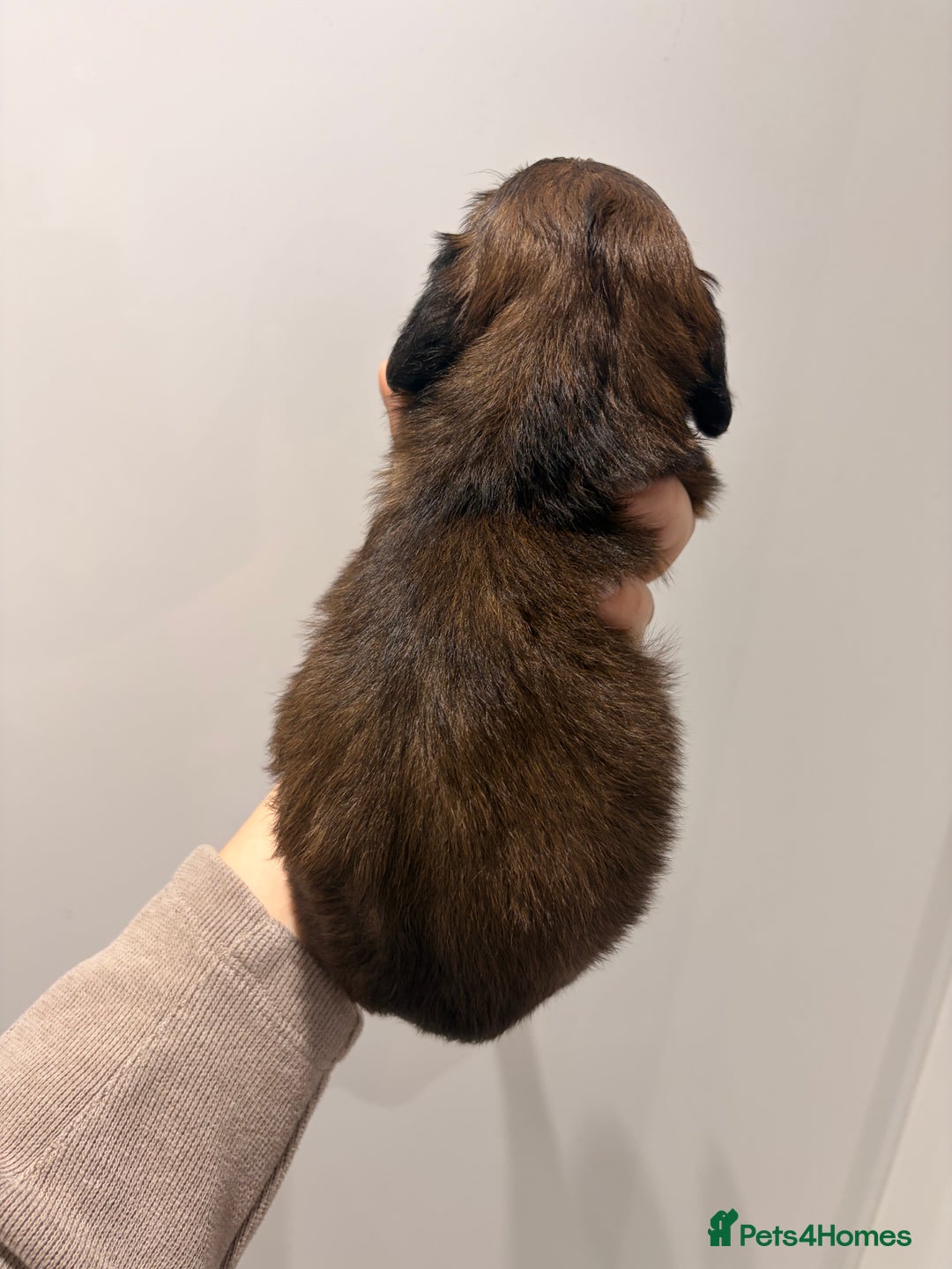 Miniature Dachshund dogs for sale: Quality Russian shaded red minis - Advert 10