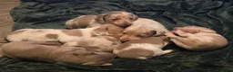 Dachshund dogs for sale: Minature short haired Daschunds - Advert 21
