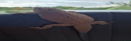 Bearded Dragon reptiles for sale: 1 yr old Female Bearded dragon. - Advert 5