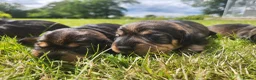 Dachshund dogs for sale: Kc registered teckel  - Advert 18