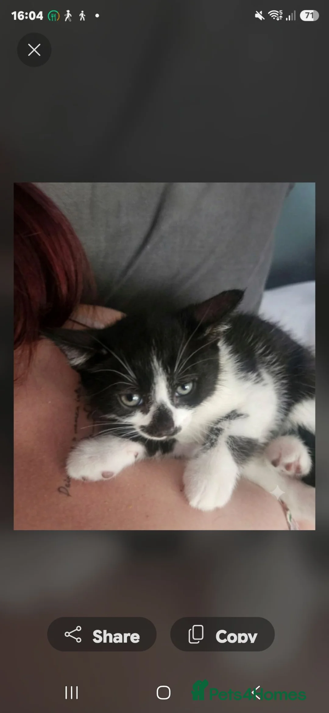 Domestic Shorthair cats for sale: 2 kittens available  in Ascot - Advert 4