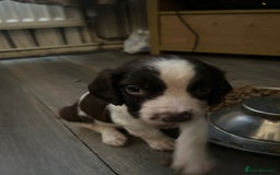 English Springer Spaniel dogs for sale: Springer spaniel pups READY NEXT WEEK - Advert 16
