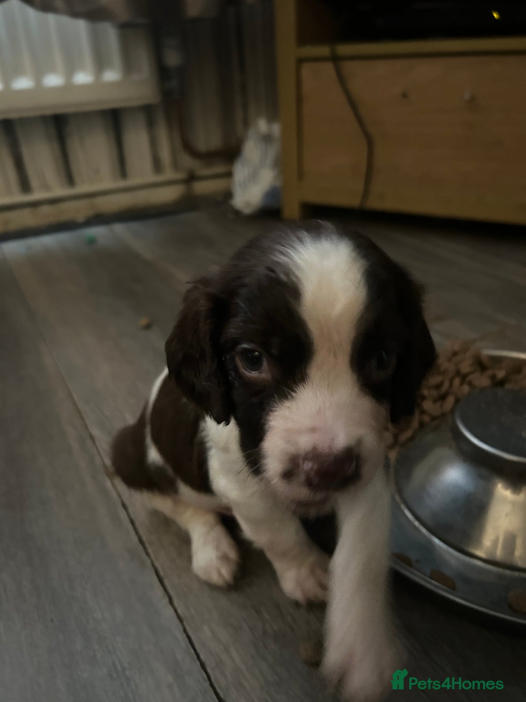 English Springer Spaniel dogs for sale: Springer spaniel pups READY NEXT WEEK - Advert 16