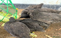 Chickens poultry for sale: Silkies & bantam gold Welbar young  - Image 8