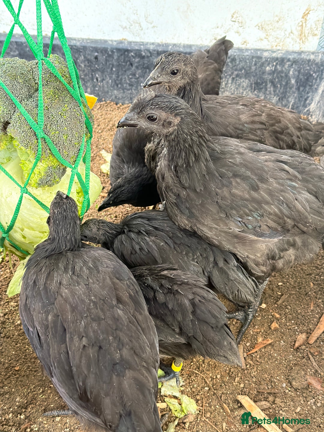 Chickens poultry for sale: Silkies & bantam gold Welbar young  - Image 8