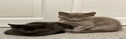 Mixed Breed cats for sale: Blue and Black Bonded Pair Male Kittens - Advert 6