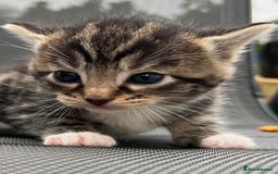 Mixed Breed cats for sale: Kittens - Image 4