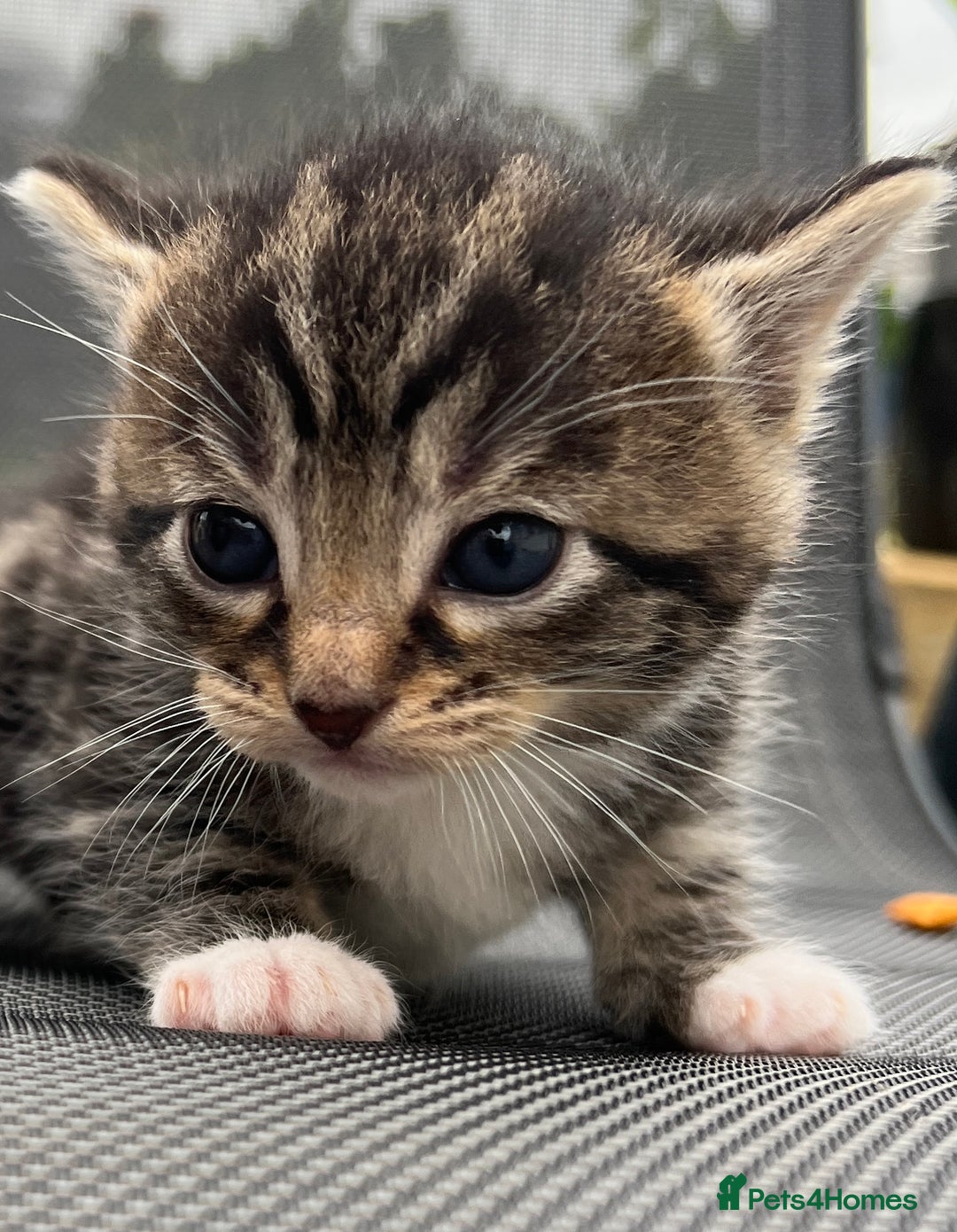 Mixed Breed cats for sale: Kittens - Image 4